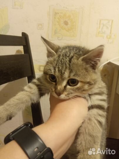 Кошка, котенок