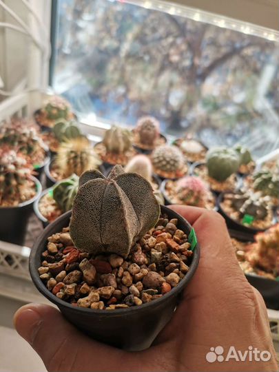 Кактусы и суккуленты