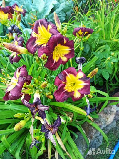 Лилейники сортовые