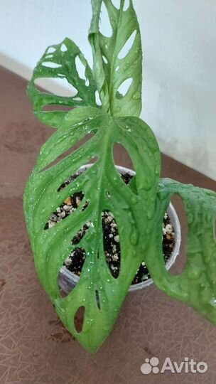 Монстера Манки Маск