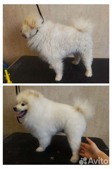 Груминг с выездом на дом