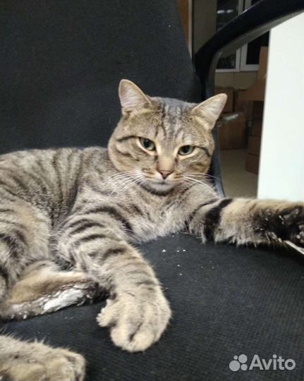 Кот Василий