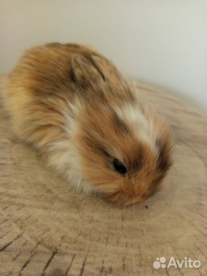 Декоративные кролики