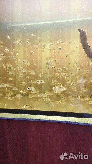 Аквариумные рыбки