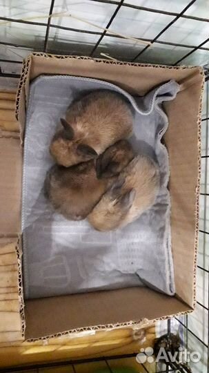 Декоративные домашние кролики