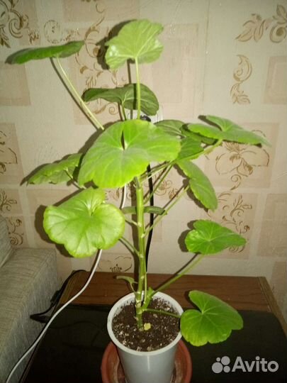 Пеларгония герань сортовая Клара Сан