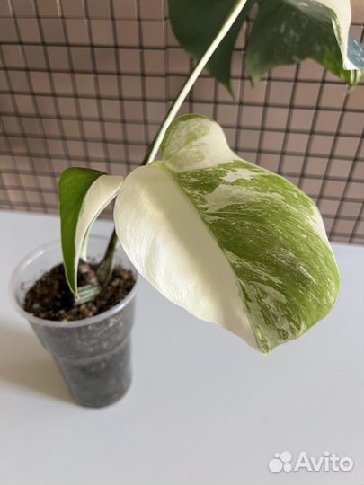 Монстера альба