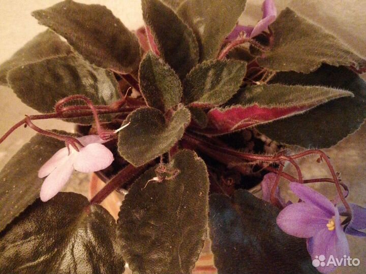 Комнатные цветы фиалки