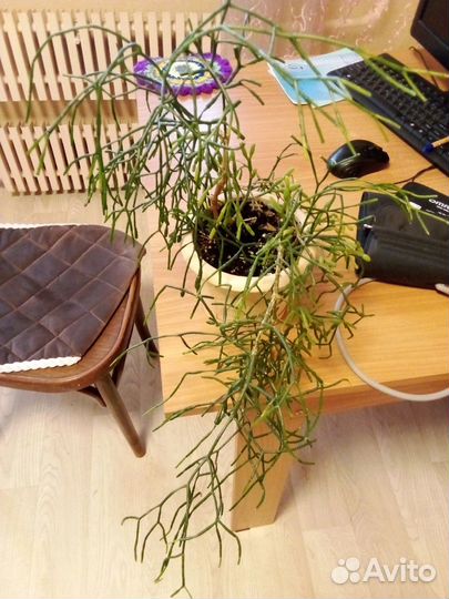 Продам цветы комнатные