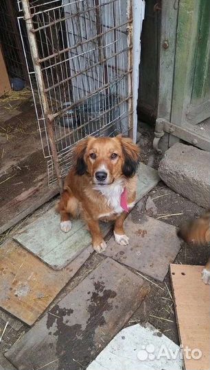 Собачки с сво