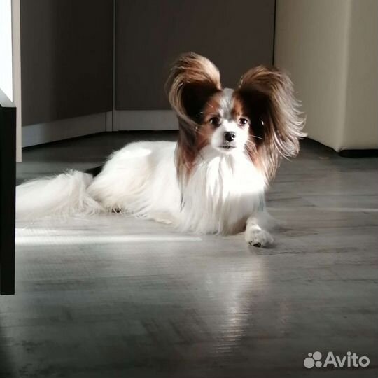 Кобель для вязки