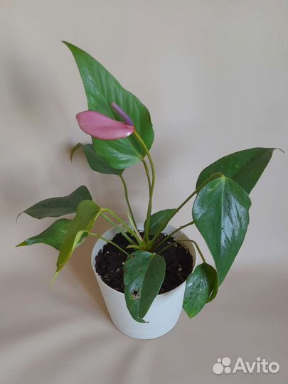 Антуриум Зизу