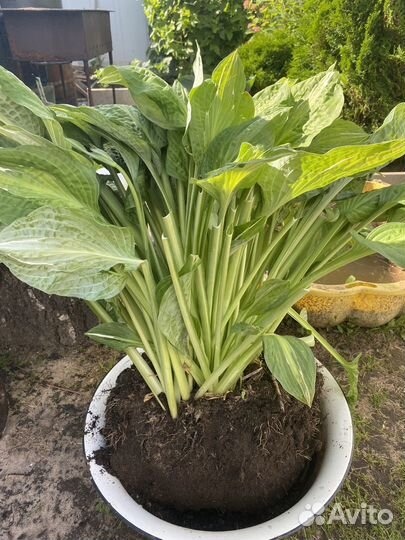 Хоста большой