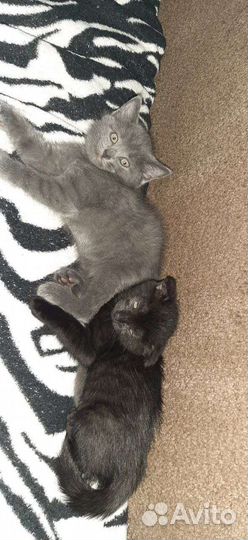 Котята бесплатно