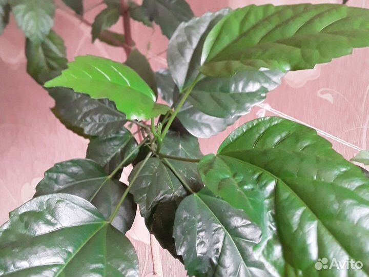 Рео,антуриум,спатифилиум,гибискус,цинерария