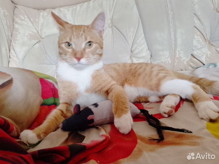 Вязка кота