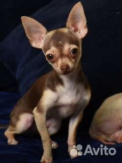 Чихуахуа super mini