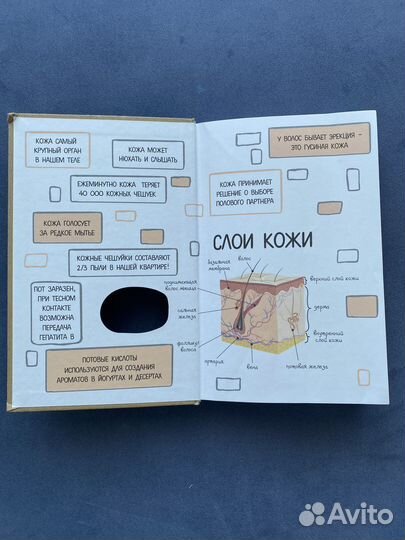 Что скрывает кожа