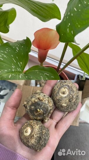 Каллы клубни желто оранжевые