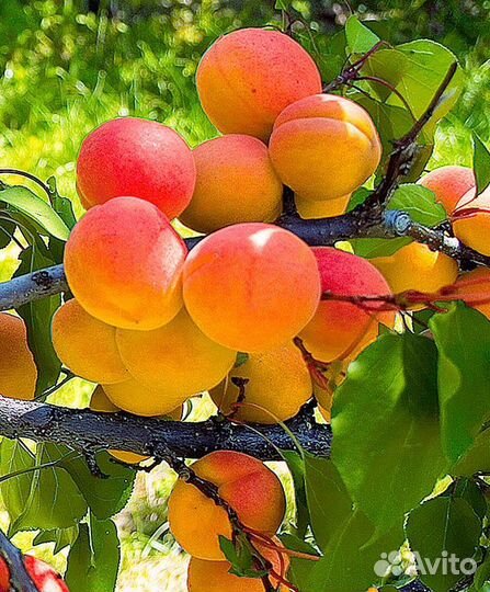 Абрикос