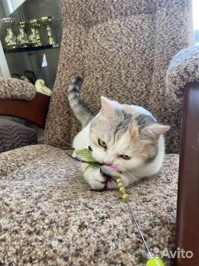 Шотландская кошечка