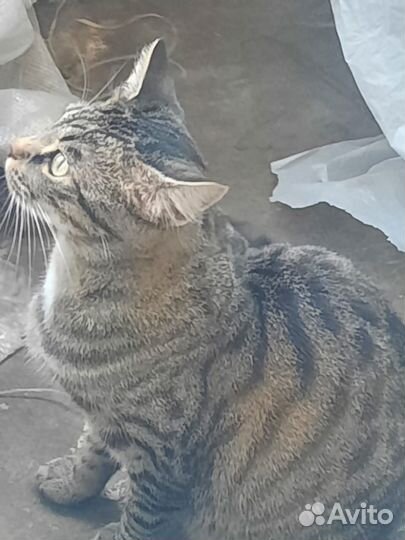 Кошка
