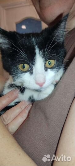 Кошка, котёнок подросток