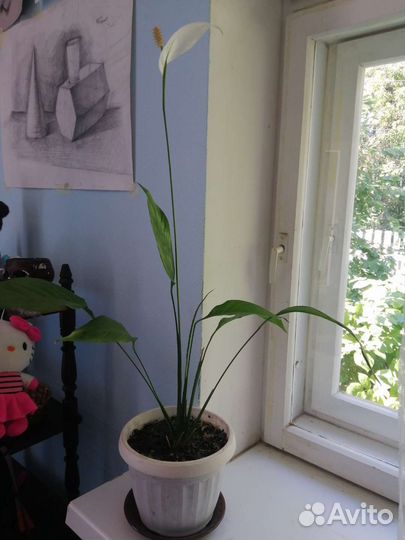 Спатифиллум, клеродендроум, стапелии, фиалки