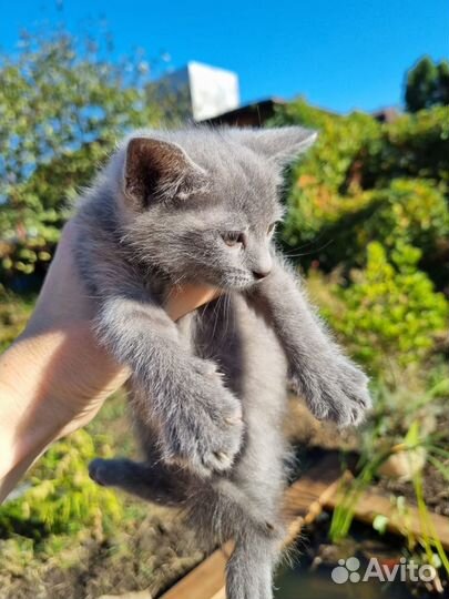 Отдам котят в хорошие руки