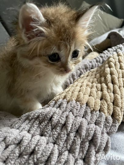 Котенок 1,5 примерно возраст