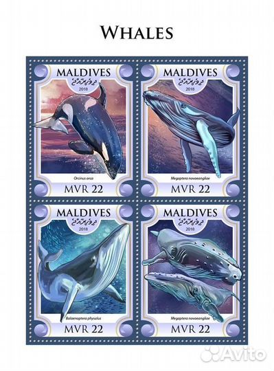 Мальдивы, 2018. (mld18613) Морская фауна, киты (мл