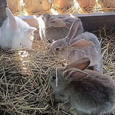 Кролики великаны