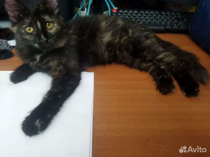 Черепашка и Черныш