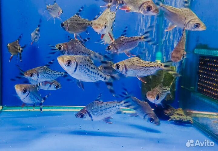 Семапрохилодус тэниурус (Semaprochilodus taeniuru