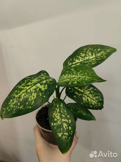 Комнатные растения