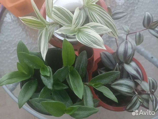 Комнатные цветы