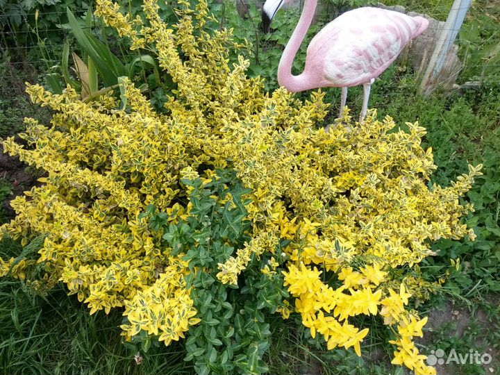 Бересклет японский, пион Древовидный