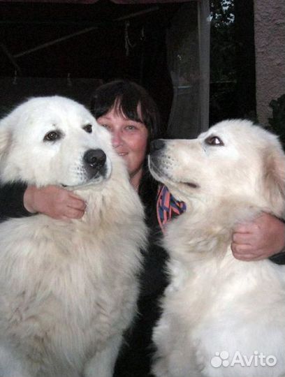 Щенки алабая