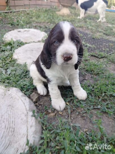 Щенок спаниеля