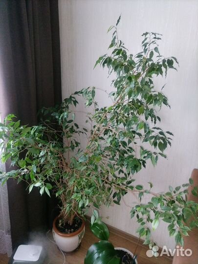 Фикус бенджамина большой