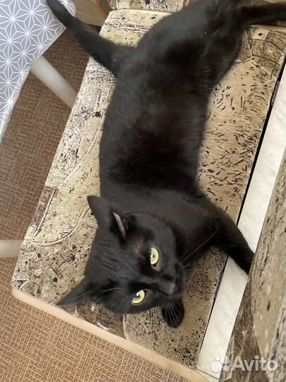 Отдам кота бесплатно