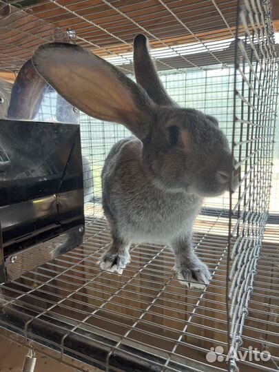 Мясо кролика