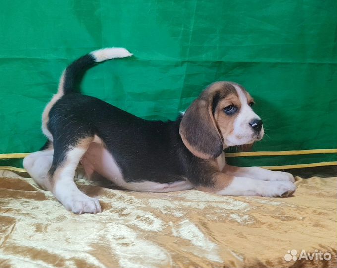 Щенки бигль