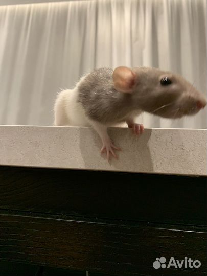 Крысы бесплатно
