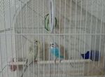 Волнистые попугаи мальчик и девочка