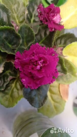 Фиалки сортовые