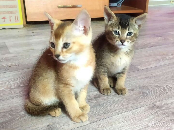 Котята чаузи