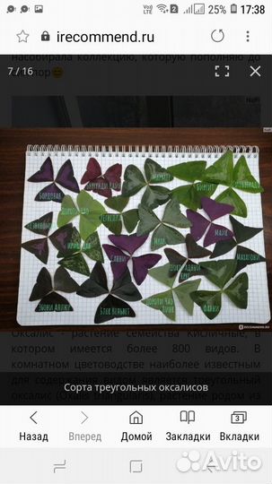 Оксалисы разные