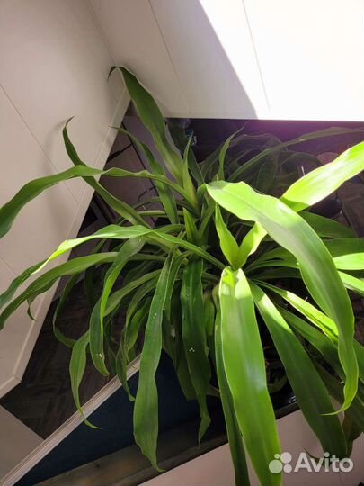 Драцена гукера пальма