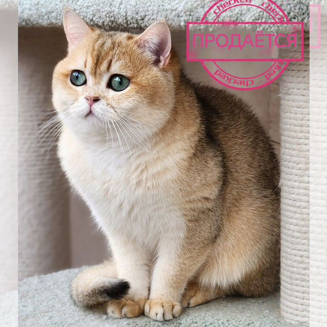 Шотландский прямоухий короткошёрстный, взрослый кот